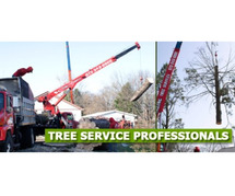 Ash Tree Removal in NJ – Amazing Tree Services
