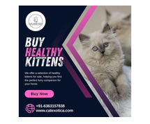 Buy Kittens in Bangalore | Kittens for Sale in Bangalore