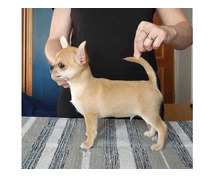 Chihuahua Puppies For Sale In Delhi