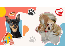 HappyPettings – Premium Pet Boarding in Delhi