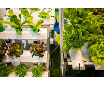Artificial Plants Noida - Modern Interiors