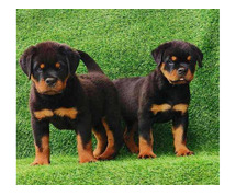 Rottweiler Puppies for Sale in Mumbai