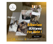 Siberian Kittens for Sale in Bangalore | Buy Siberian Cat in Bangalore