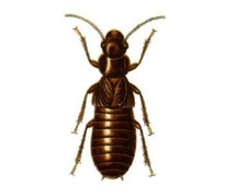 Professional Termite Removal Services in New Jersey