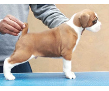 Boxer Puppies for Sale In Pune