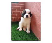Saint Bernard Puppies for Sale in Bangalore