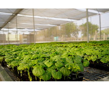 Seed research and development