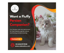 Persian Cats for Sale in Bangalore | Buy Persian Kittens in Bangalore