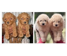 Poodle Puppies for Sale In Noida