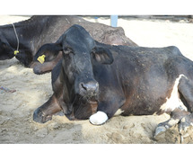 Support Cow Welfare with Gaushala Online Donation