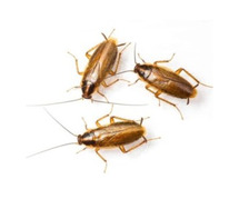Roach Removal in Union County, NJ – ALCO Animal & Pest Control