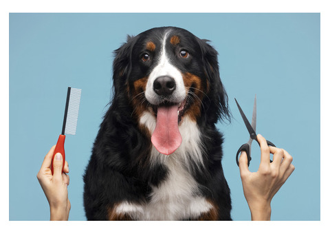 Top Pet Services | Find a Puppy, Grooming, Training & More