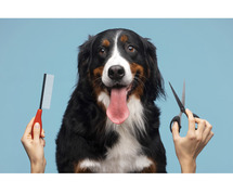 Top Pet Services | Find a Puppy, Grooming, Training & More