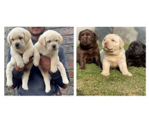 Labrador Retriever Puppies for Sale In Meerut