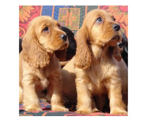Cocker Spaniel Puppies for Sale In Pune