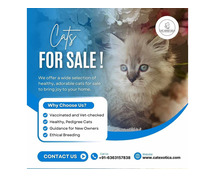 Cats for Sale in Bangalore | Persian Cats for Sale in Bangalore