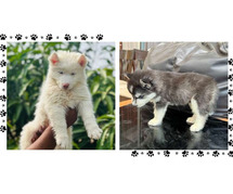 Siberian Husky Puppies for Sale In Pune