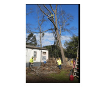 Tree Removal in Augusta, GA