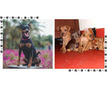 Miniature Pinscher Puppies For Sale In Surat