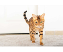 Bengal Kittens for Sale In