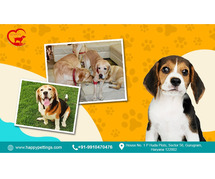 HappyPettings – Premium Home Dog Boarding in Noida