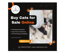 Buy Cats for Sale Online