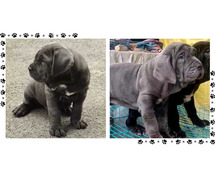 Neapolitan Mastiff Puppies For Sale In Surat