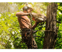 Safe & Eco-Friendly Tree Services Available Now