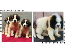 Saint Bernard Puppies For Sale In Surat