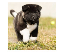 Akita Puppies for Sale In Hyderabad