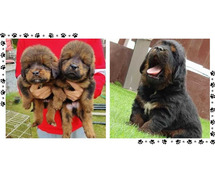 Tibetan Mastiff Puppies For Sale In Surat