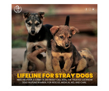 Lucknow Dog NGO – Vrindavan Colony | Rescue. Heal. Rehome.