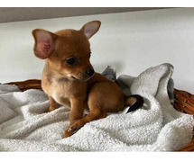 Chihuahua Puppies for Sale In