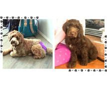 Labradoodle Puppies For Sale In Vadodara