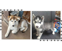Siberian Husky Puppies For Sale In Vadodara