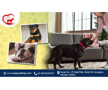 HappyPettings | NCR’s Best Home for Dogs