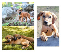 Rhodesian Ridgeback Puppies For Sale In Vadodara
