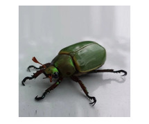 Expert Beetle Removal in NJ – ALCO Animal & Pest Control