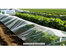 What is Mulch Film and Why is it Important?