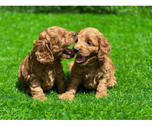 Poodle Puppies for Sale In Noida