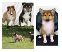 Rough Collie Puppies For Sale In Vadodara