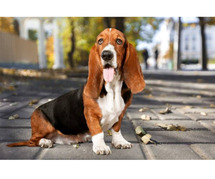 Basset Hound Puppies For Sale In Vadodara