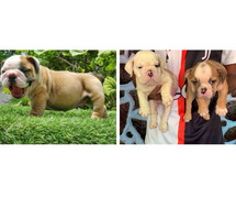 British Bulldog Puppies For Sale In Vadodara
