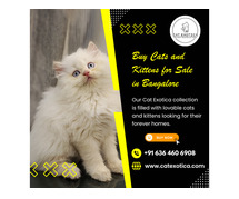 Buy Cats and Kittens for Sale in Bangalore