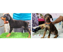 Doberman Pinscher Puppies For Sale In Vadodara