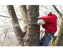 Trusted Recommended Tree Company in NJ