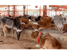 Find a Cow Hospital Near You – Get Help for Injured or Sick Cattle Today