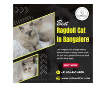 Best Ragdoll Cat in Bangalore