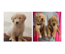 Golden Retriever Puppies For Sale In Vadodara