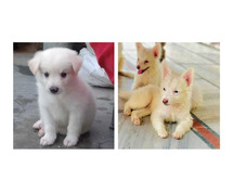 Pomeranian Puppies For Sale In Vadodara